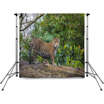 Beautiful Jaguar Animal In It's Natural Habitat Backdrops 59596176