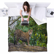Beautiful Jaguar Animal In It's Natural Habitat Blankets 59596176