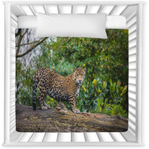 Beautiful Jaguar Animal In It's Natural Habitat Nursery Decor 59596176