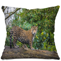 Beautiful Jaguar Animal In It's Natural Habitat Pillows 59596176