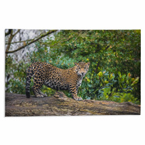Beautiful Jaguar Animal In It's Natural Habitat Rugs 59596176