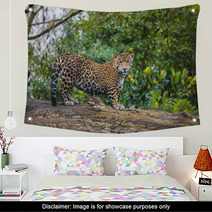 Beautiful Jaguar Animal In It's Natural Habitat Wall Art 59596176