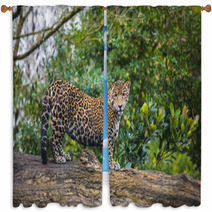 Beautiful Jaguar Animal In It's Natural Habitat Window Curtains 59596176