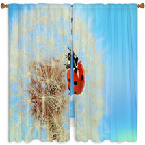 Beautiful Ladybird  On Dandelion, Close Up Window Curtains 59913602