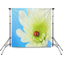 Beautiful Ladybird  On Flower, Close Up Backdrops 59865622