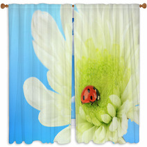 Beautiful Ladybird  On Flower, Close Up Window Curtains 59865622