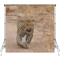 Beautiful Large Male Leopard Walking In Nature Backdrops 60843142