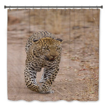 Beautiful Large Male Leopard Walking In Nature Bath Decor 60843142