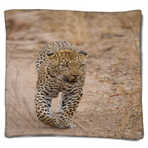 Beautiful Large Male Leopard Walking In Nature Blankets 60843142