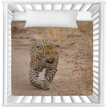 Beautiful Large Male Leopard Walking In Nature Nursery Decor 60843142