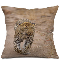 Beautiful Large Male Leopard Walking In Nature Pillows 60843142