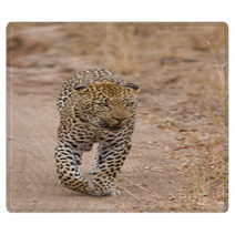 Beautiful Large Male Leopard Walking In Nature Rugs 60843142
