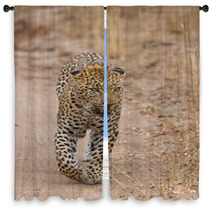 Beautiful Large Male Leopard Walking In Nature Window Curtains 60843142