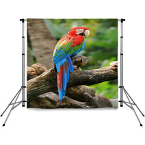 Beautiful Macaw Backdrops 48302013
