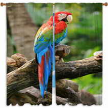 Beautiful Macaw Window Curtains 48302013