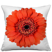 Beautiful Orange Gerbera Flower Isolated On White Pillows 51361787