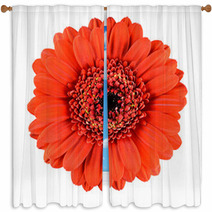Beautiful Orange Gerbera Flower Isolated On White Window Curtains 51361787