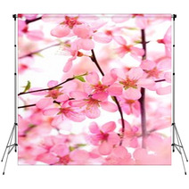 Beautiful Pink Flower Blossom On White Backdrops 17085972