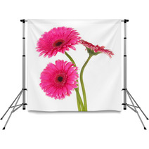 Beautiful Pink Gerbera Flowers Isolated On White Backdrops 55741016