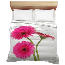 Beautiful Pink Gerbera Flowers Isolated On White Bedding 55741016