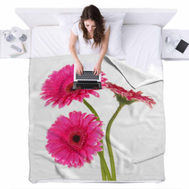 Beautiful Pink Gerbera Flowers Isolated On White Blankets 55741016