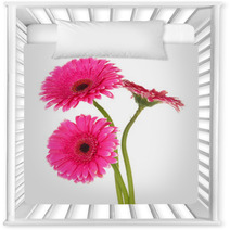 Beautiful Pink Gerbera Flowers Isolated On White Nursery Decor 55741016