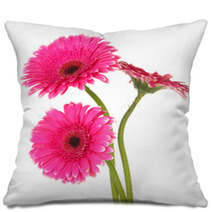 Beautiful Pink Gerbera Flowers Isolated On White Pillows 55741016