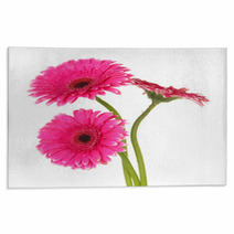 Beautiful Pink Gerbera Flowers Isolated On White Rugs 55741016