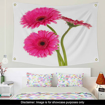 Beautiful Pink Gerbera Flowers Isolated On White Wall Art 55741016
