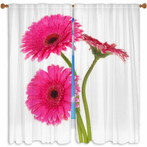 Beautiful Pink Gerbera Flowers Isolated On White Window Curtains 55741016
