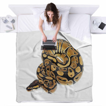 Beautiful Python Blankets 56723606