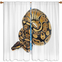 Beautiful Python Window Curtains 56723606