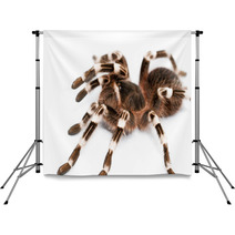 Beautiful Spider Backdrops 48140399