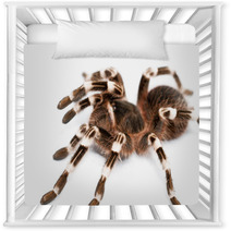 Beautiful Spider Nursery Decor 48140399