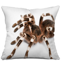Beautiful Spider Pillows 48140399