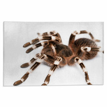 Beautiful Spider Rugs 48140399