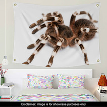 Beautiful Spider Wall Art 48140399