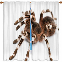 Beautiful Spider Window Curtains 48140399