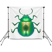 Beetle Chrysolina Graminis Backdrops 67633587