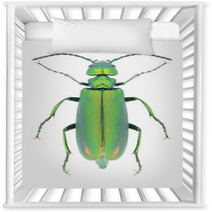 Beetle Lytta Vesicatoria Nursery Decor 66568272