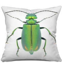 Beetle Lytta Vesicatoria Pillows 66568272