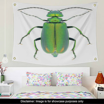 Beetle Lytta Vesicatoria Wall Art 66568272