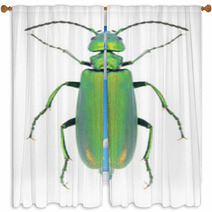Beetle Lytta Vesicatoria Window Curtains 66568272
