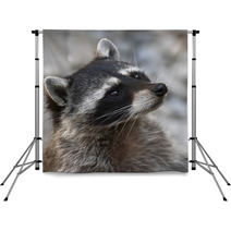 Begging Look Of A Racoon Backdrops 99174002