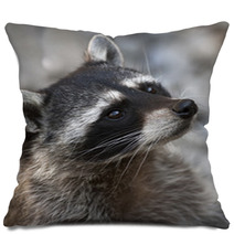 Begging Look Of A Racoon Pillows 99174002