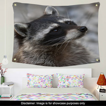 Begging Look Of A Racoon Wall Art 99174002