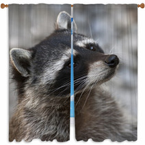 Begging Look Of A Racoon Window Curtains 99174002