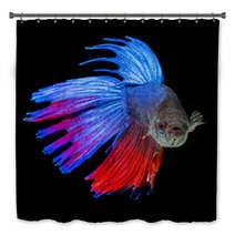 Betta Splendens - Siamese Fighting Fish On A Black Background Bath Decor 71454171