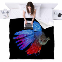 Betta Splendens - Siamese Fighting Fish On A Black Background Blankets 71454171