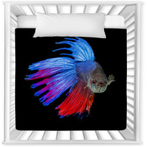 Betta Splendens - Siamese Fighting Fish On A Black Background Nursery Decor 71454171